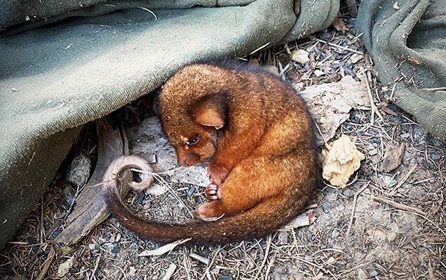 possum joey on ground